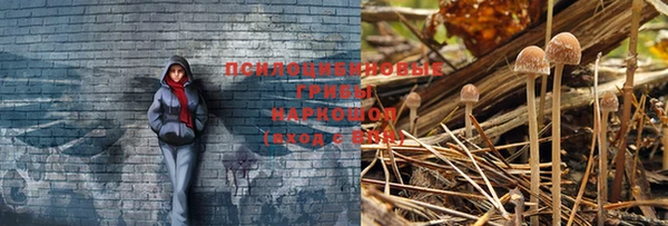 ГАЛЛЮЦИНОГЕННЫЕ ГРИБЫ Белоозёрский